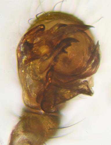 Réf. 241 212 : Tenuiphantes tenuis